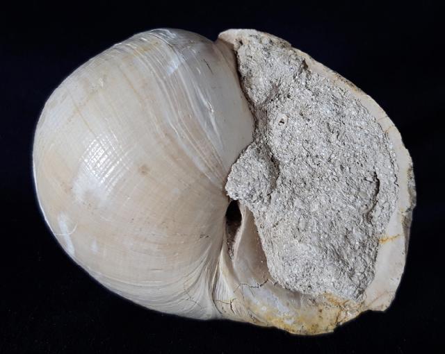 Ampullina perusta (DEFRANCE in BRONGNIART 1823) - Bild &copy; FossNet FossilienStore